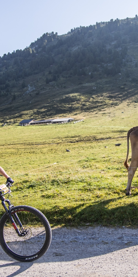 Biker mit Kühen
